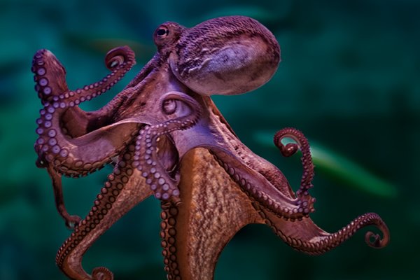 Kraken зеркало kr2web in